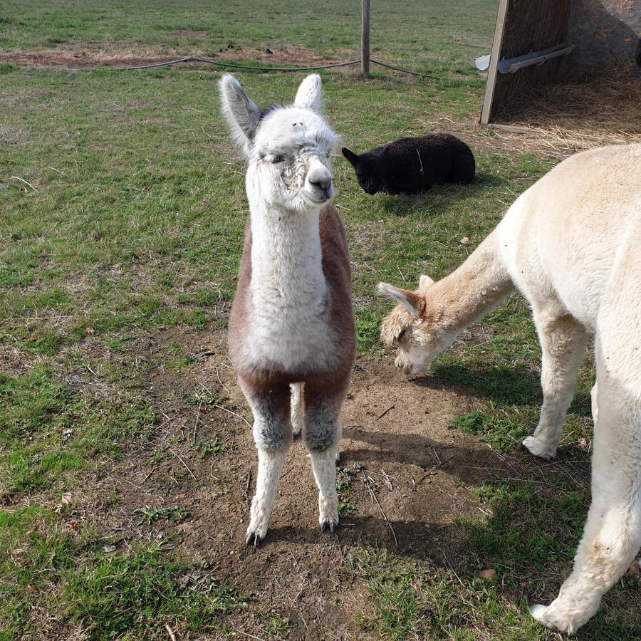 The Alpaca B&B Chalais  Экстерьер фото