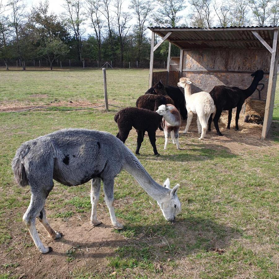 The Alpaca B&B Chalais  Экстерьер фото
