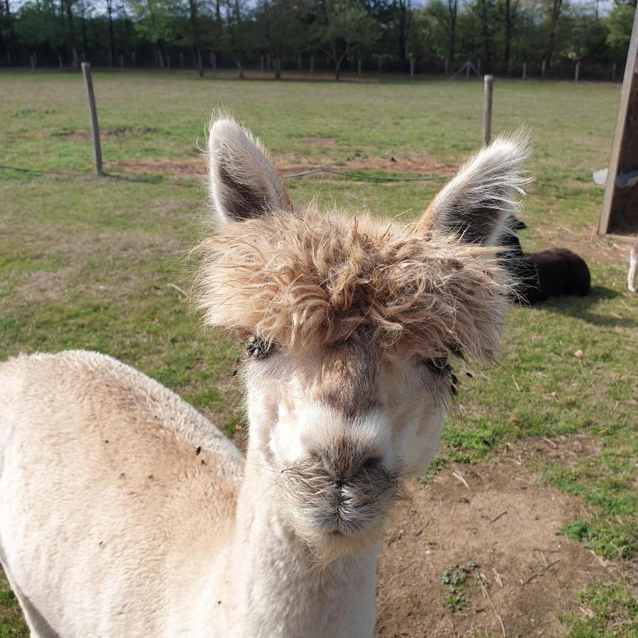 The Alpaca B&B Chalais  Экстерьер фото
