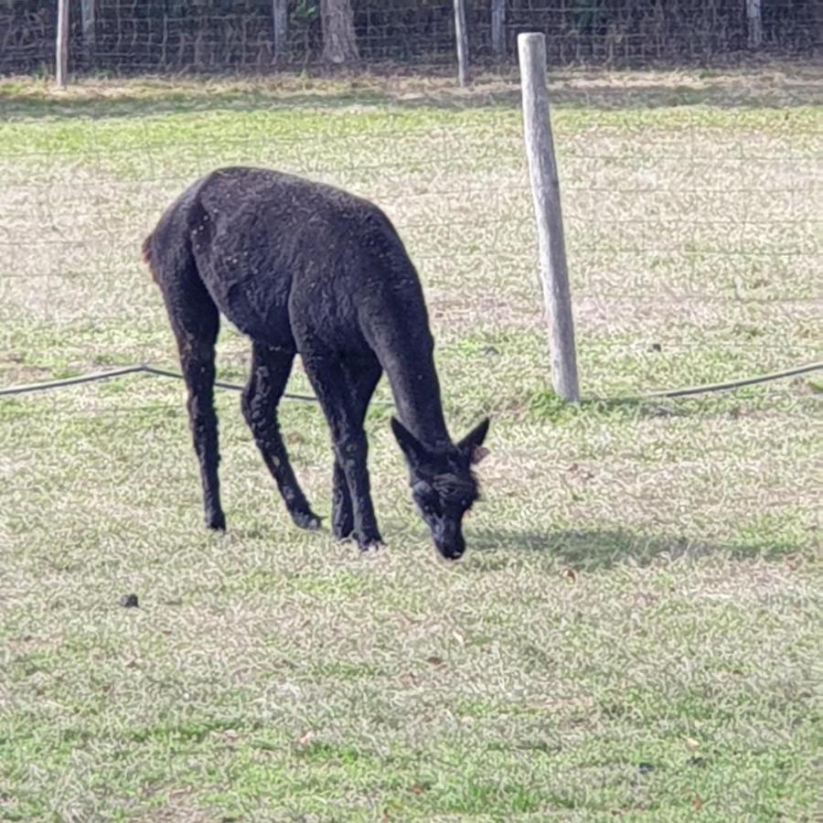 The Alpaca B&B Chalais  Экстерьер фото