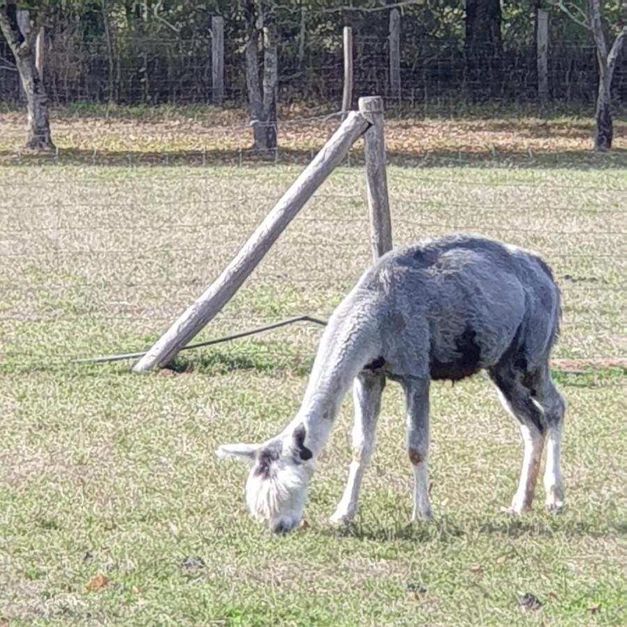 The Alpaca B&B Chalais  Экстерьер фото