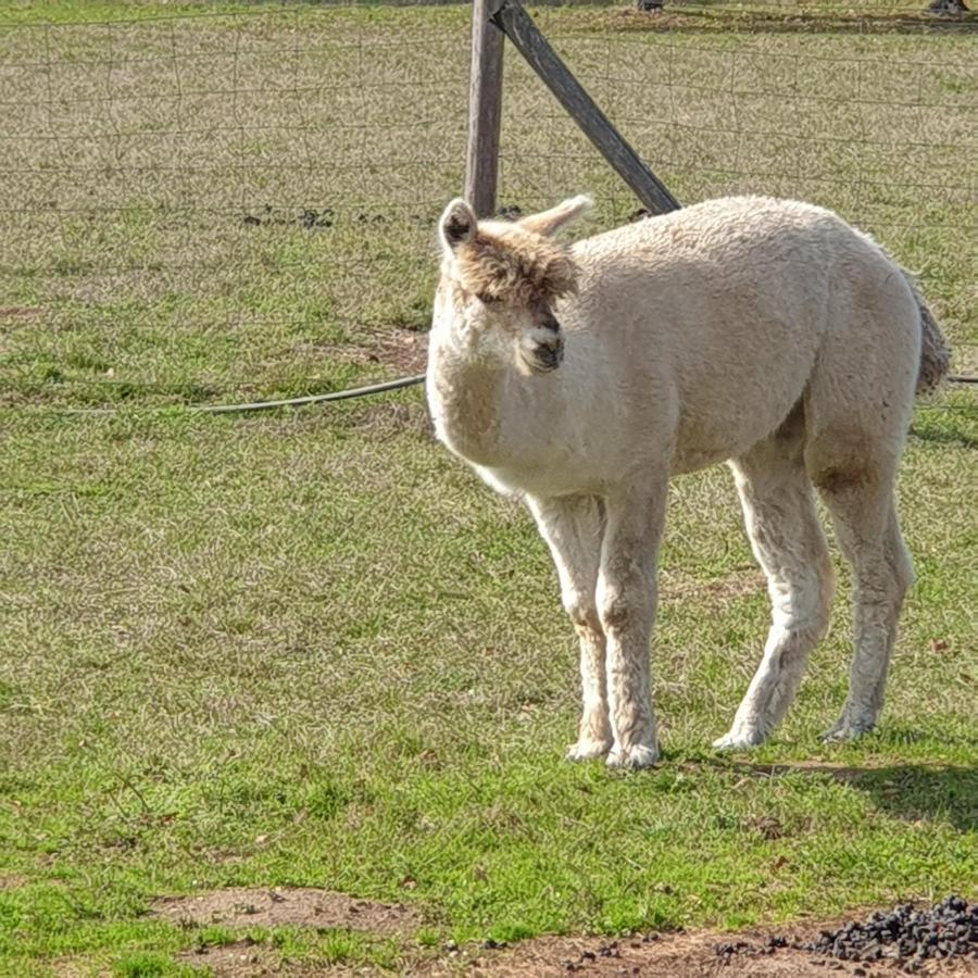 The Alpaca B&B Chalais  Экстерьер фото