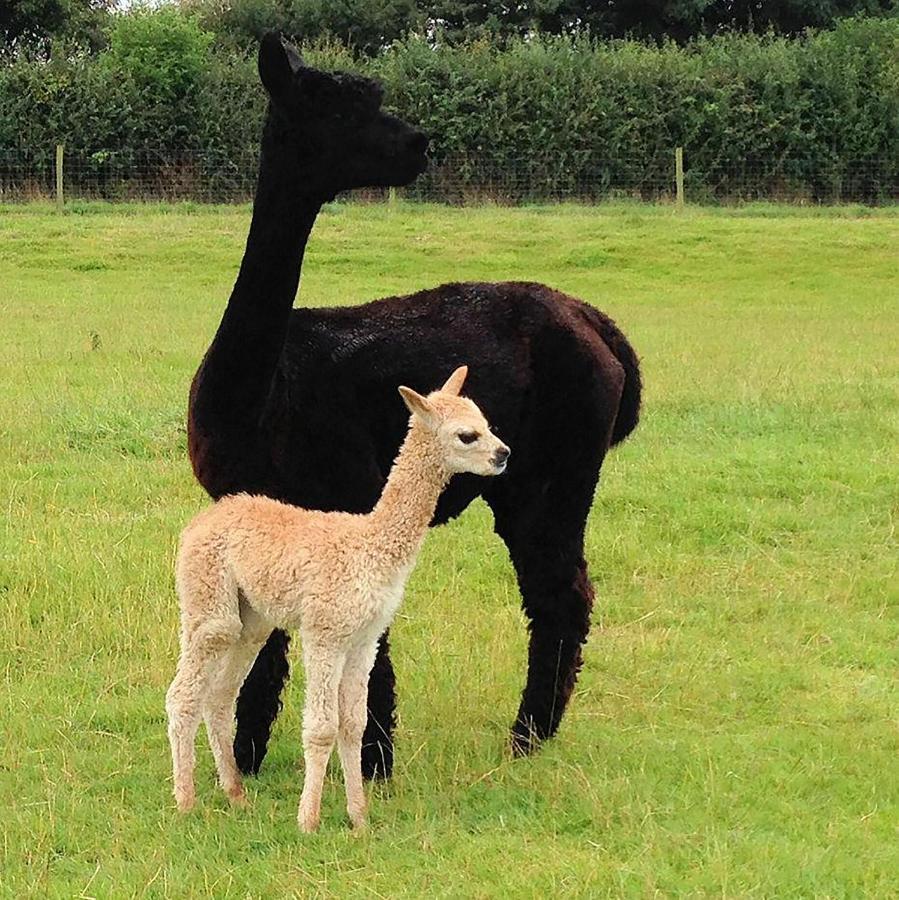 The Alpaca B&B Chalais  Экстерьер фото